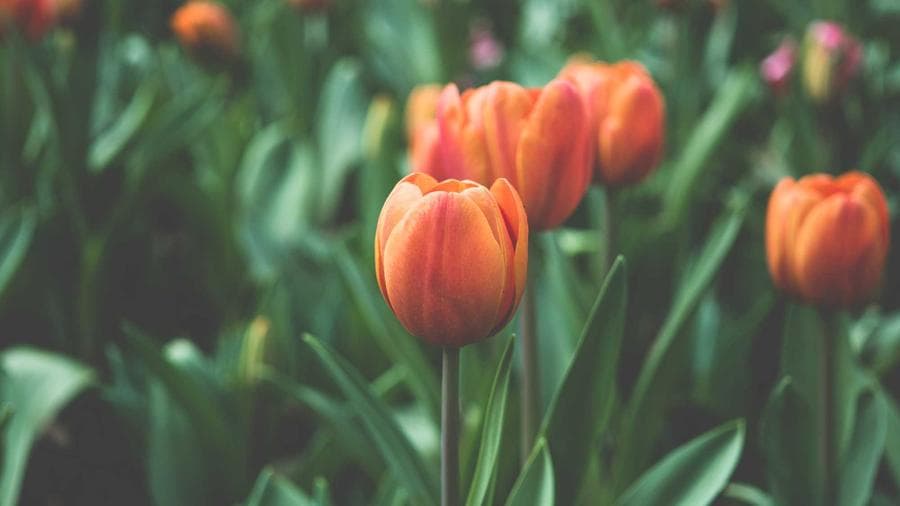 What's Happening in Millbrook: June 20–30 Community Calendar
